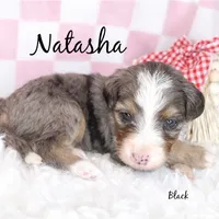 Natasha, a female Bernese Mountain Dog and Poodle - Miniature  for sale in Saratoga Springs, UT – Photo 2 of 3