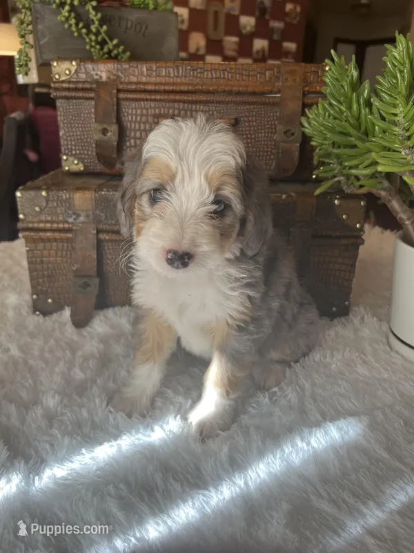 Natasha – Bernese Mountain Dog, Poodle - Miniature  puppy for sale in Saratoga Springs, UT