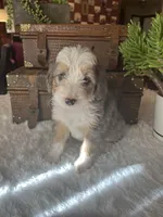 Natasha, a female Bernese Mountain Dog and Poodle - Miniature  for sale in Saratoga Springs, UT – Photo 1 of 3