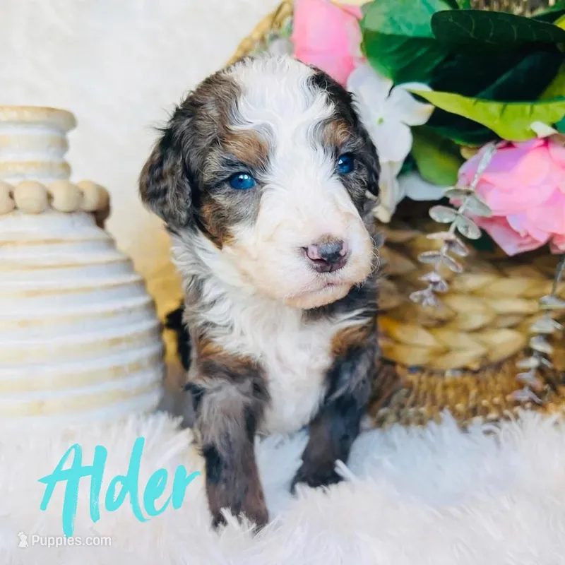 Alder - BLUE EYES  – Miniature Bernedoodle puppy for sale in Saratoga Springs, UT