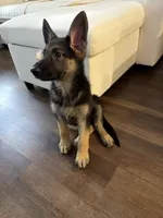 Luna , a female German Shepherd Dog for sale in Brookfield Center, CT – 1 of 1