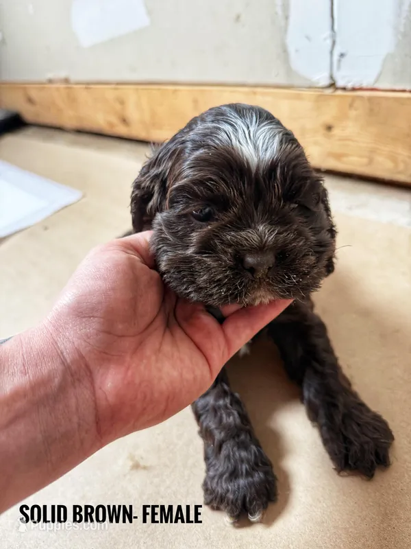 Jude – Cocker Spaniel puppy for sale in Cedaredge, CO