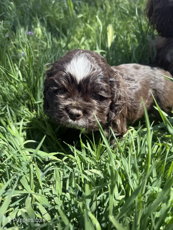 Jude – Cocker Spaniel puppy for sale in Cedaredge, CO