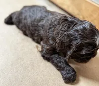 Jude, a female Cocker Spaniel for sale in Cedaredge, CO – Photo 2 of 2