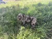 Jax (Full AKC Registration) , a male Cocker Spaniel for sale in Cedaredge, CO – 3 of 6
