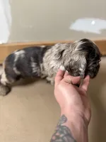 Jax, a male Cocker Spaniel for sale in Cedaredge, CO – Photo 2 of 3