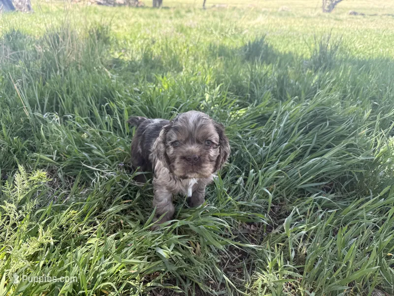 Jax – Cocker Spaniel puppy for sale in Cedaredge, CO