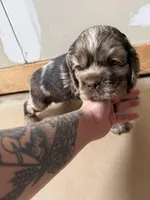 Jax, a male Cocker Spaniel for sale in Cedaredge, CO – Photo 3 of 3