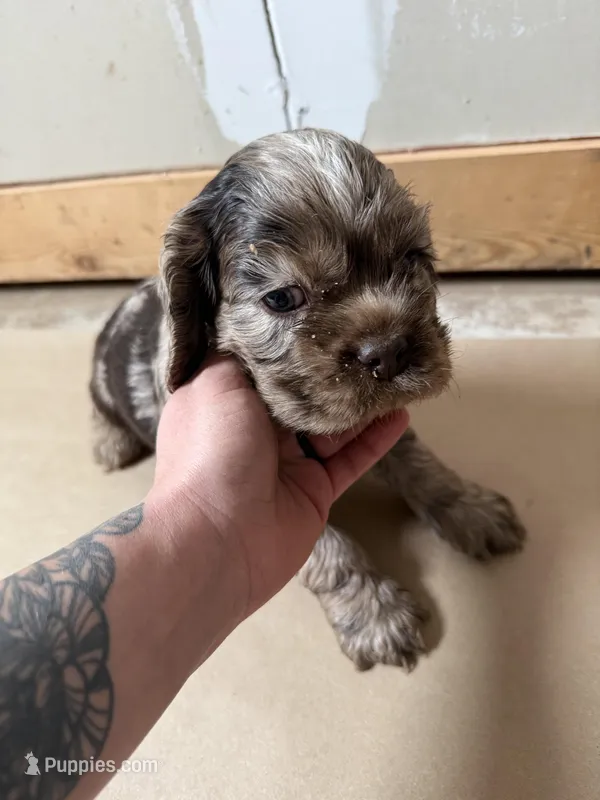 Jax – Cocker Spaniel puppy for sale in Cedaredge, CO
