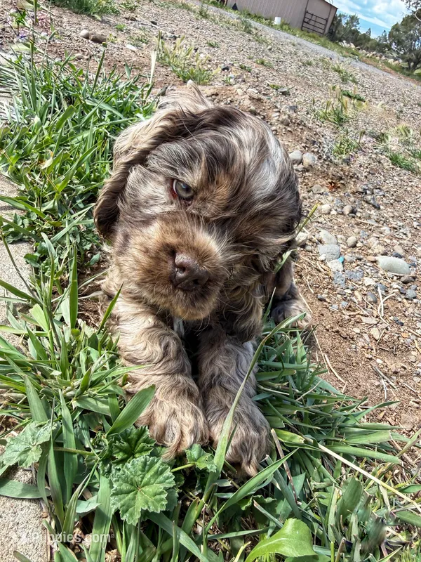 Jax – Cocker Spaniel puppy for sale in Cedaredge, CO