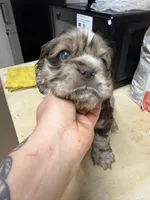 Millie, a female Cocker Spaniel for sale in Cedaredge, CO – Photo 3 of 4