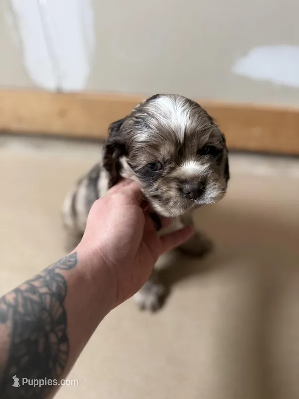 Millie – Cocker Spaniel puppy for sale in Cedaredge, CO