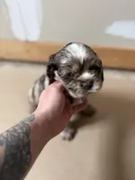 Millie, a female Cocker Spaniel for sale in Cedaredge, CO – Photo 1 of 4