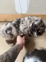 Millie, a female Cocker Spaniel for sale in Cedaredge, CO – Photo 2 of 4