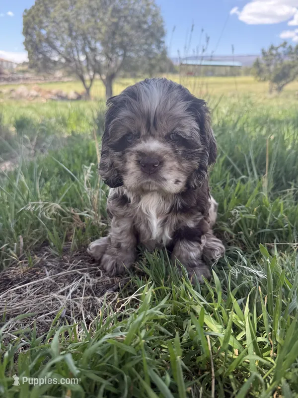 Millie – Cocker Spaniel puppy for sale in Cedaredge, CO