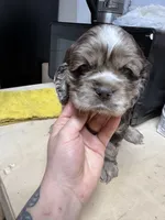 Millie, a female Cocker Spaniel for sale in Cedaredge, CO – Photo 4 of 4