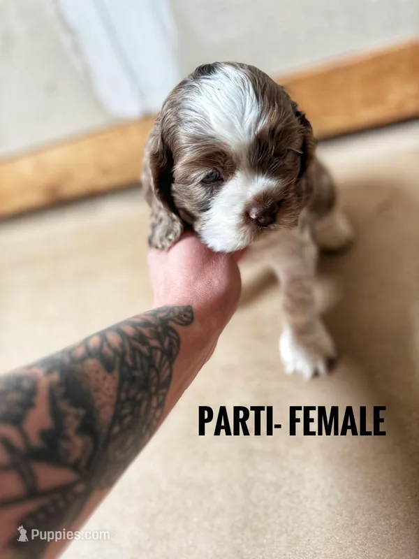Dottie – Cocker Spaniel puppy for sale in Cedaredge, CO