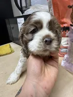 Dottie, a female Cocker Spaniel for sale in Cedaredge, CO – Photo 3 of 4