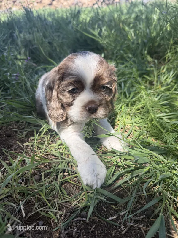 Dottie – Cocker Spaniel puppy for sale in Cedaredge, CO