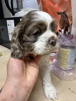 Dottie, a female Cocker Spaniel for sale in Cedaredge, CO – Photo 4 of 4