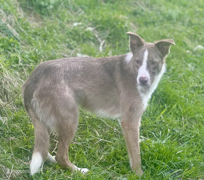 Comet  – Border Collie puppy for sale in Core, WV