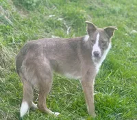 Comet , a male Border Collie for sale in Core, WV – 1 of 6