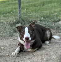 Chief , a male Border Collie for sale in Core, WV – 2 of 4