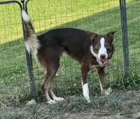 Chief , a male Border Collie for sale in Core, WV – 3 of 4