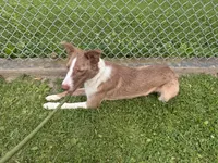 Comet , a male Border Collie for sale in Core, WV – 2 of 6