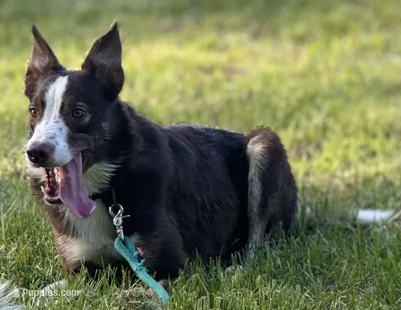 Chief  – Border Collie puppy for sale in Core, WV