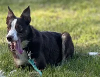 Chief , a male Border Collie for sale in Core, WV – 1 of 4