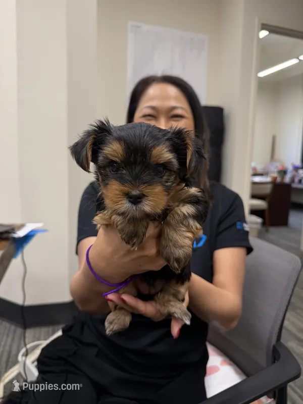 Precious Tiny “Miu Miu” – Yorkshire Terrier puppy for sale in Honolulu, HI