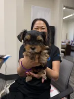 Precious Tiny “Miu Miu”, a female Yorkshire Terrier for sale in Honolulu, HI – 1 of 8