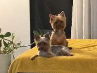 Precious Tiny “Miu Miu”, a female Yorkshire Terrier for sale in Honolulu, HI – 6 of 8