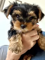 Precious Tiny “Miu Miu”, a female Yorkshire Terrier for sale in Honolulu, HI – 3 of 8