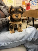 Precious Tiny “Miu Miu”, a female Yorkshire Terrier for sale in Honolulu, HI – 7 of 8