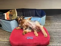 Precious Tiny “Miu Miu”, a female Yorkshire Terrier for sale in Honolulu, HI – 2 of 8