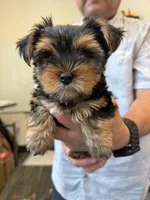 Precious Tiny “Miu Miu”, a female Yorkshire Terrier for sale in Honolulu, HI – 8 of 8