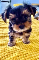 Precious Tiny “Miu Miu”, a female Yorkshire Terrier for sale in Honolulu, HI – 4 of 8