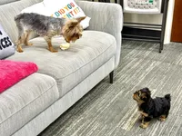 Precious Tiny “Miu Miu”, a female Yorkshire Terrier for sale in Honolulu, HI – 5 of 8