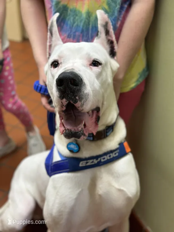 Legend  – Great Dane puppy for sale in Glasgow, KY