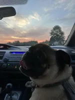 Jacinto , a male Pug for sale in Indianapolis, IN – Photo 5 of 6