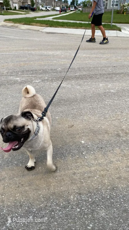 Jacinto  – Pug puppy for sale in Indianapolis, IN