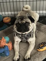 Jacinto , a male Pug for sale in Indianapolis, IN – Photo 6 of 6
