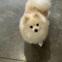 Male white puppy 1, a male Pomeranian for sale in Angola, IN – Photo 2 of 3
