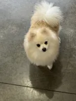 Male white puppy 1, a male Pomeranian for sale in Angola, IN – Photo 2 of 3