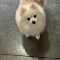 Male white puppy 1, a male Pomeranian for sale in Angola, IN – Photo 1 of 3