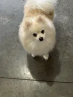 Male white puppy 1, a male Pomeranian for sale in Angola, IN – Photo 1 of 3