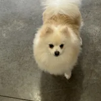 Male white puppy 1, a male Pomeranian for sale in Angola, IN – Photo 3 of 3