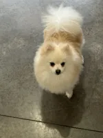 Male white puppy 1, a male Pomeranian for sale in Angola, IN – Photo 3 of 3